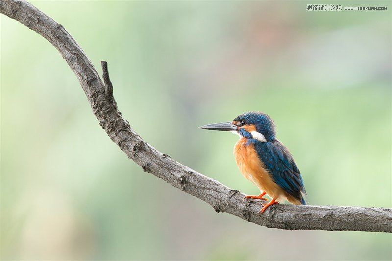 �Ă��˄ݎ������_�uՓ�e�˵ĔzӰ��Ʒ