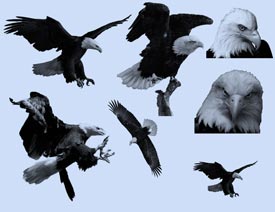 ���������PS�Pˢ