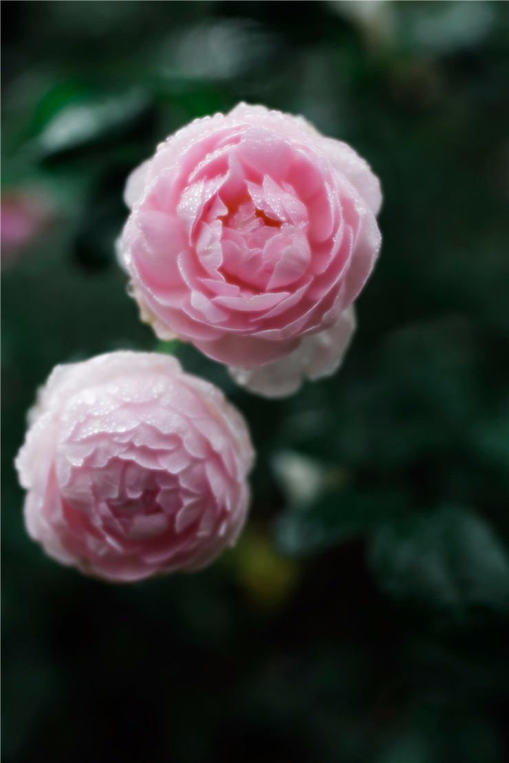 12張圖教你拍出生活中的美麗瞬間