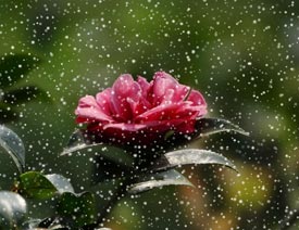 CorelDRAW������������ѩ����F��Ч��