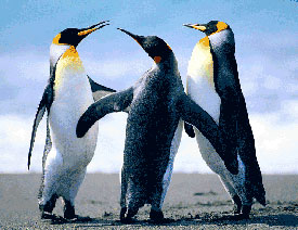 Fireworks���������͸���u׃Ч��