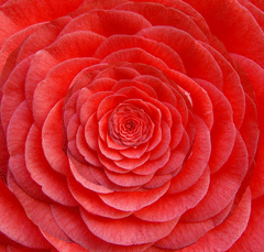 Photoshop制作創意的花朵開放動畫效果