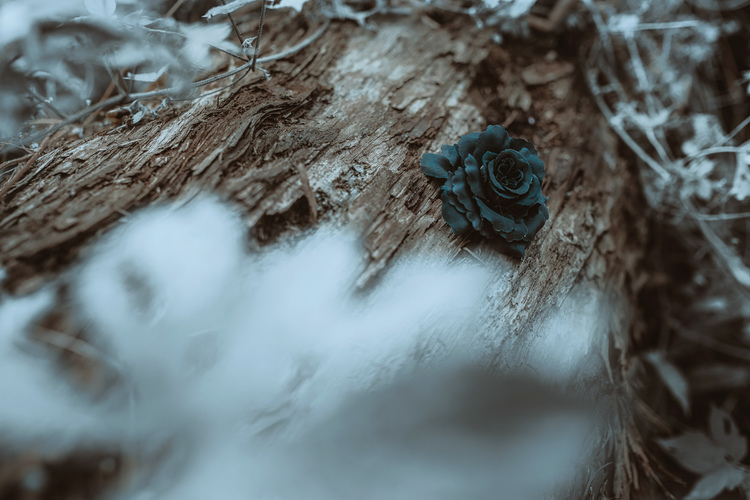 ��Gothic Lolita��Ψ���ɾ��L(f��ng)�zӰ�������p