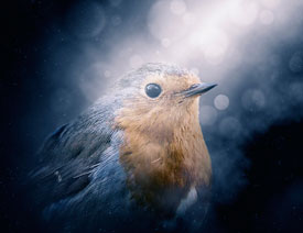 Photoshop��������Ү�d��͸߹ⱳ����Ӣ��