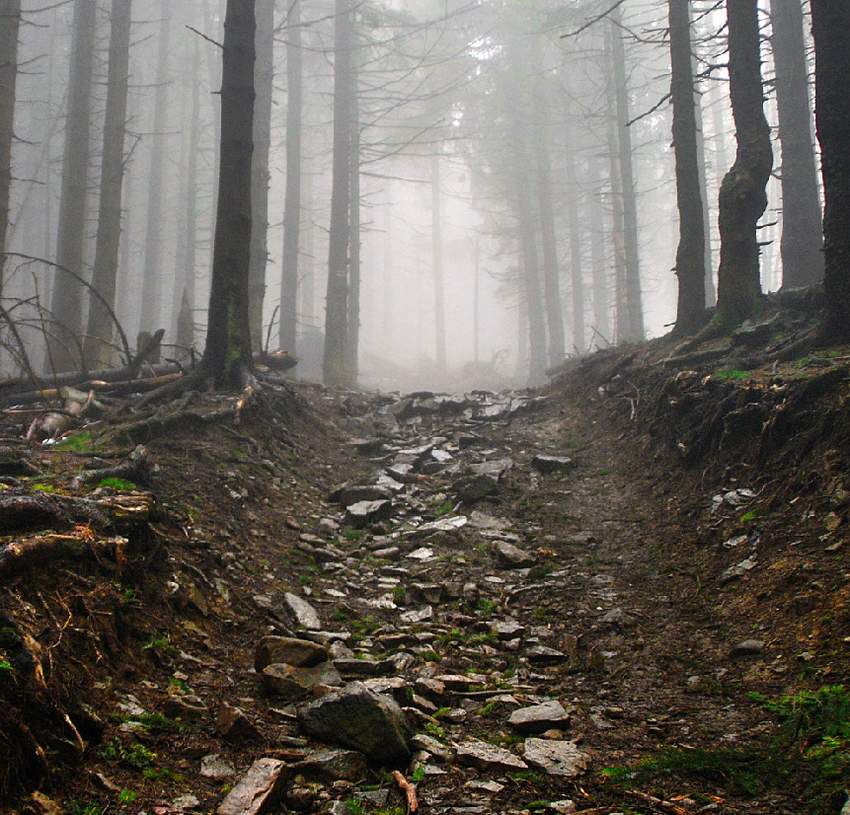 Photoshop合成夢幻風格的森林場景【英】