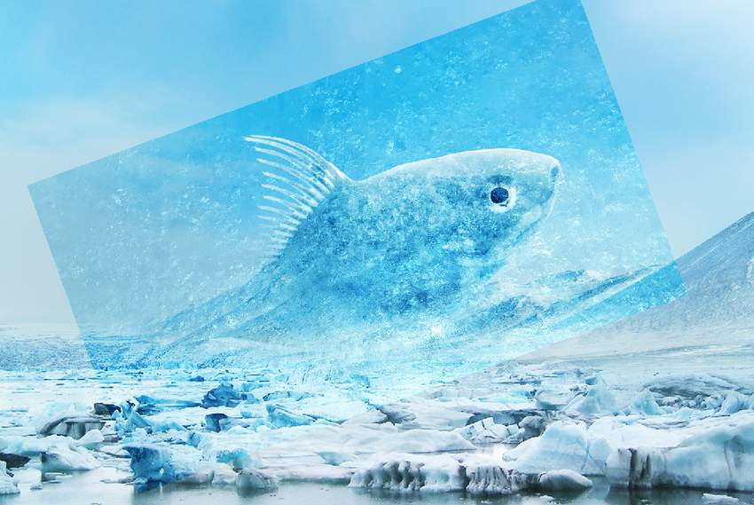 Photoshop合成冰凍特效的金魚場景【英】