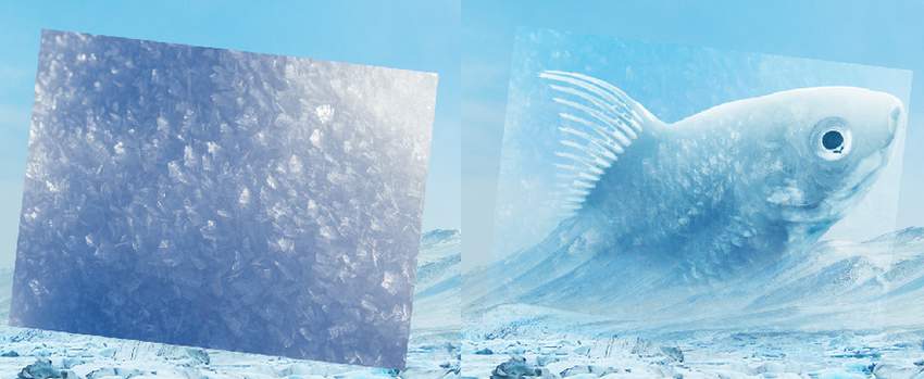 Photoshop合成冰凍特效的金魚場景【英】