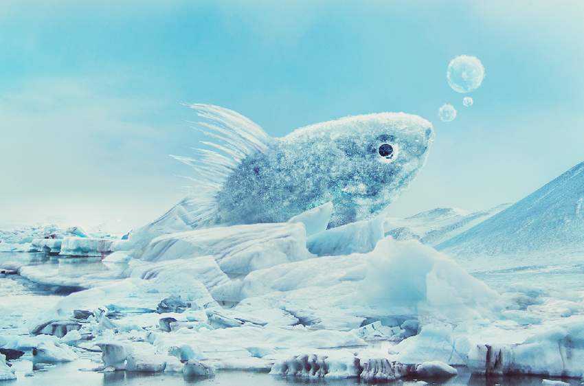 Photoshop合成冰凍特效的金魚場景【英】
