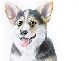 Ԕ��������ɫ�U�P���»�Ȯ�Į���