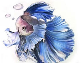 ��ɫ�U�P��̩֮�����~�Į���