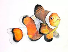 Ԕ���ɫ�U�P��֮С���~�Į���