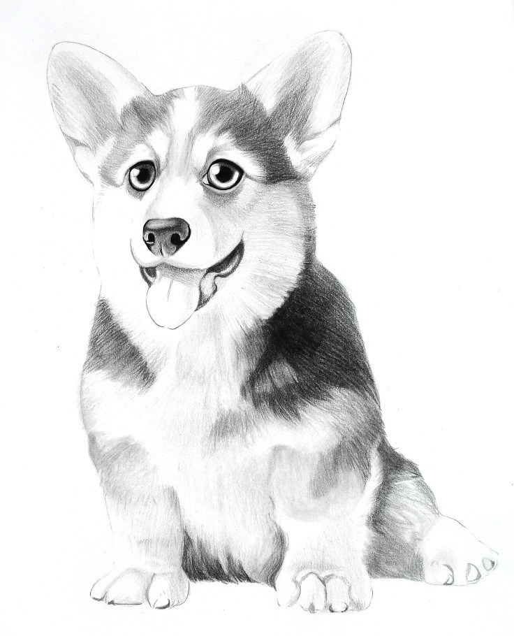 詳細解析彩色鉛筆畫柯基犬的畫法