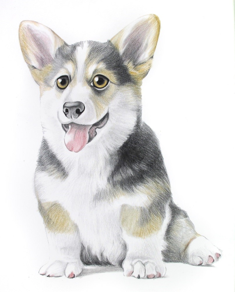 詳細解析彩色鉛筆畫柯基犬的畫法