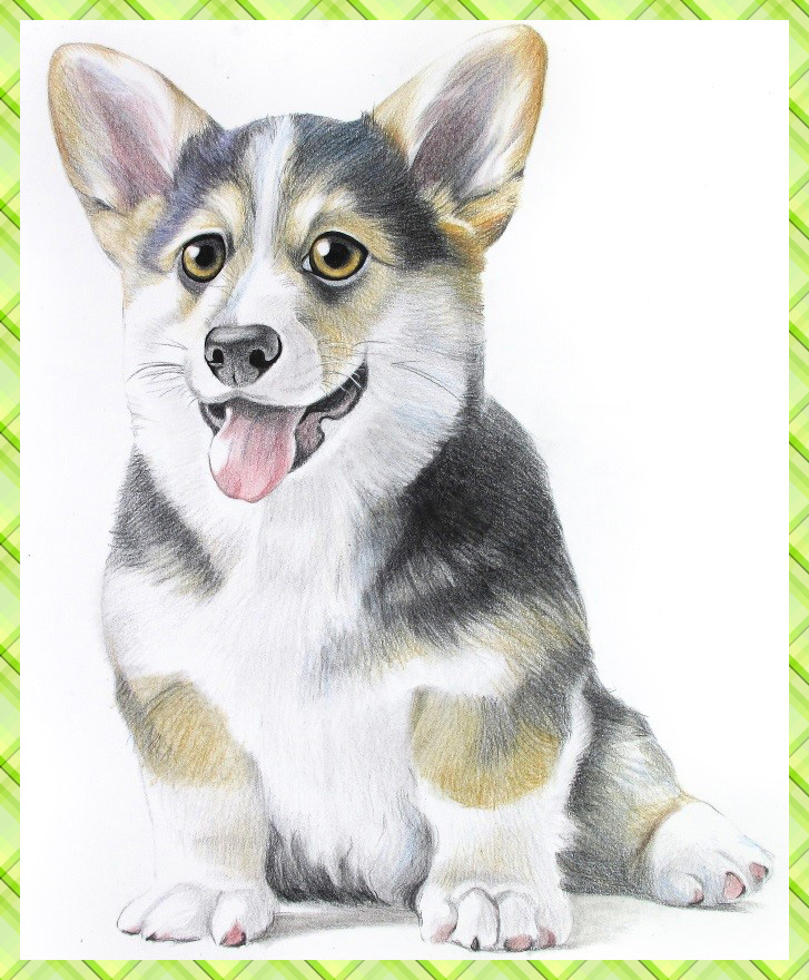 詳細解析彩色鉛筆畫柯基犬的畫法