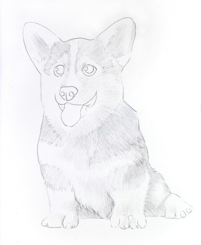 詳細解析彩色鉛筆畫柯基犬的畫法