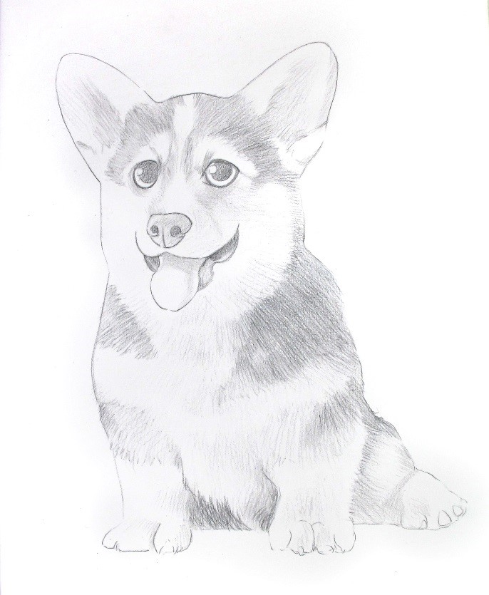 詳細解析彩色鉛筆畫柯基犬的畫法