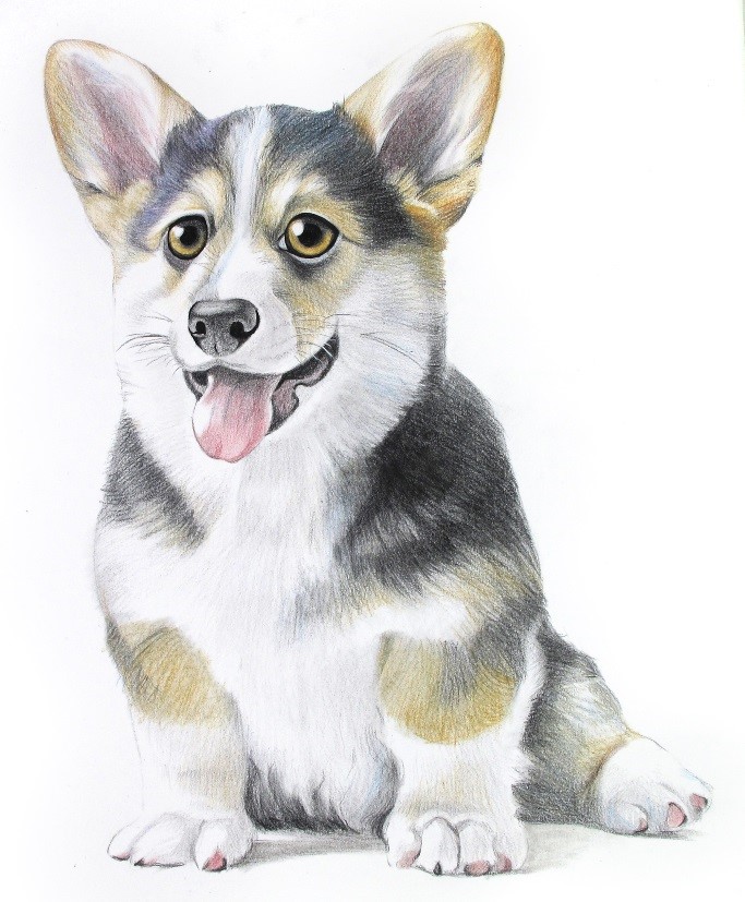 詳細解析彩色鉛筆畫柯基犬的畫法