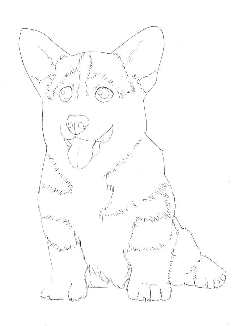 詳細解析彩色鉛筆畫柯基犬的畫法