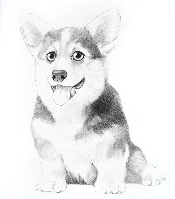 詳細解析彩色鉛筆畫柯基犬的畫法