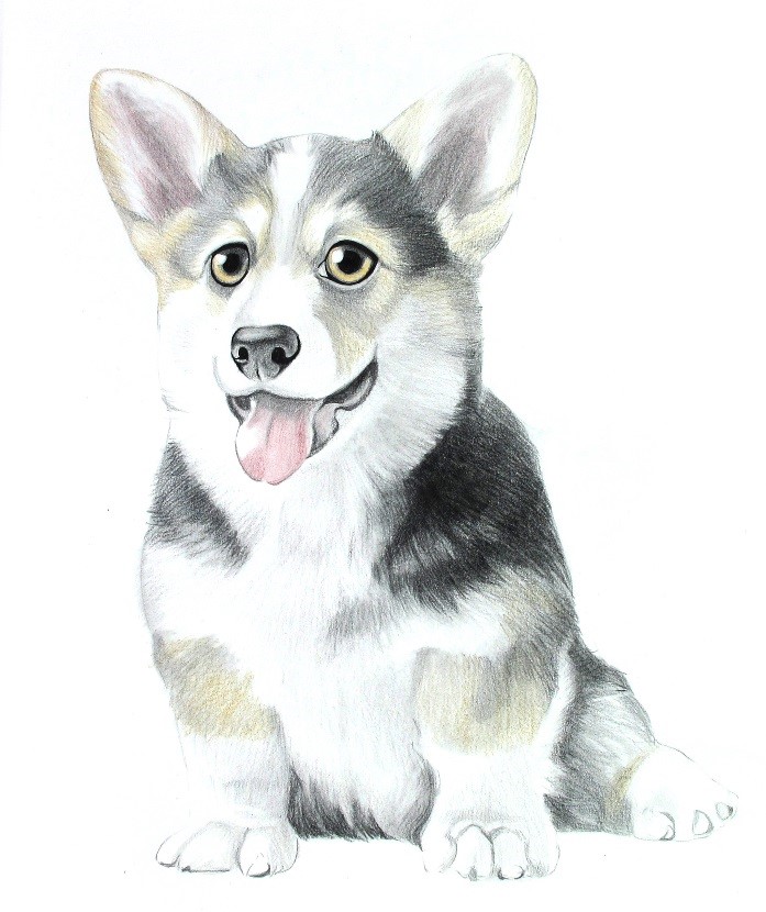詳細解析彩色鉛筆畫柯基犬的畫法