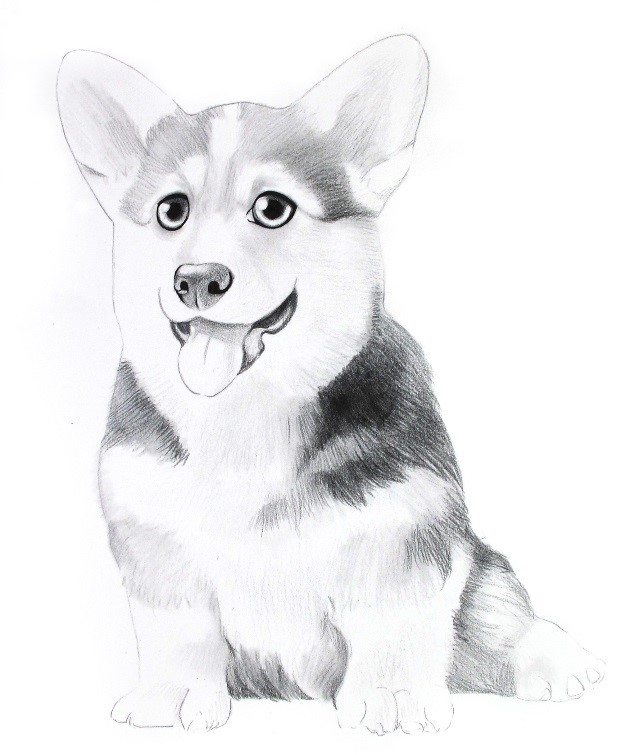 詳細解析彩色鉛筆畫柯基犬的畫法
