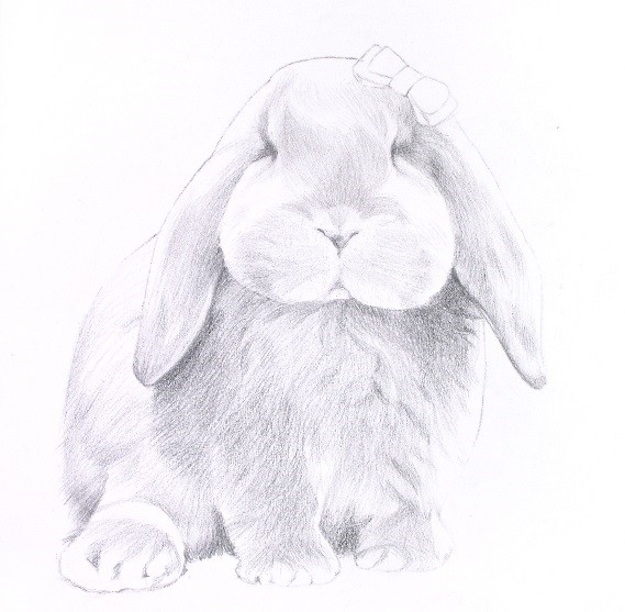 詳解彩色鉛筆畫之垂耳兔的畫法