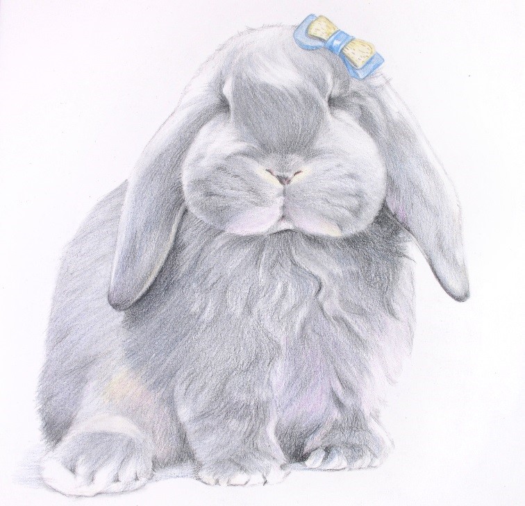 詳解彩色鉛筆畫之垂耳兔的畫法