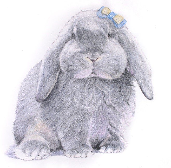 詳解彩色鉛筆畫之垂耳兔的畫法