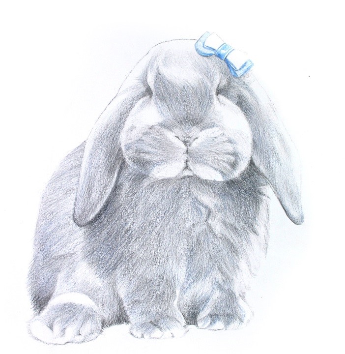 詳解彩色鉛筆畫之垂耳兔的畫法