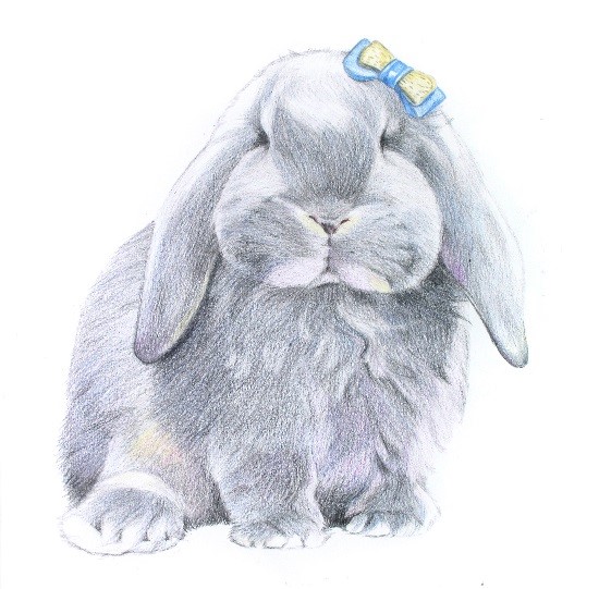 詳解彩色鉛筆畫之垂耳兔的畫法