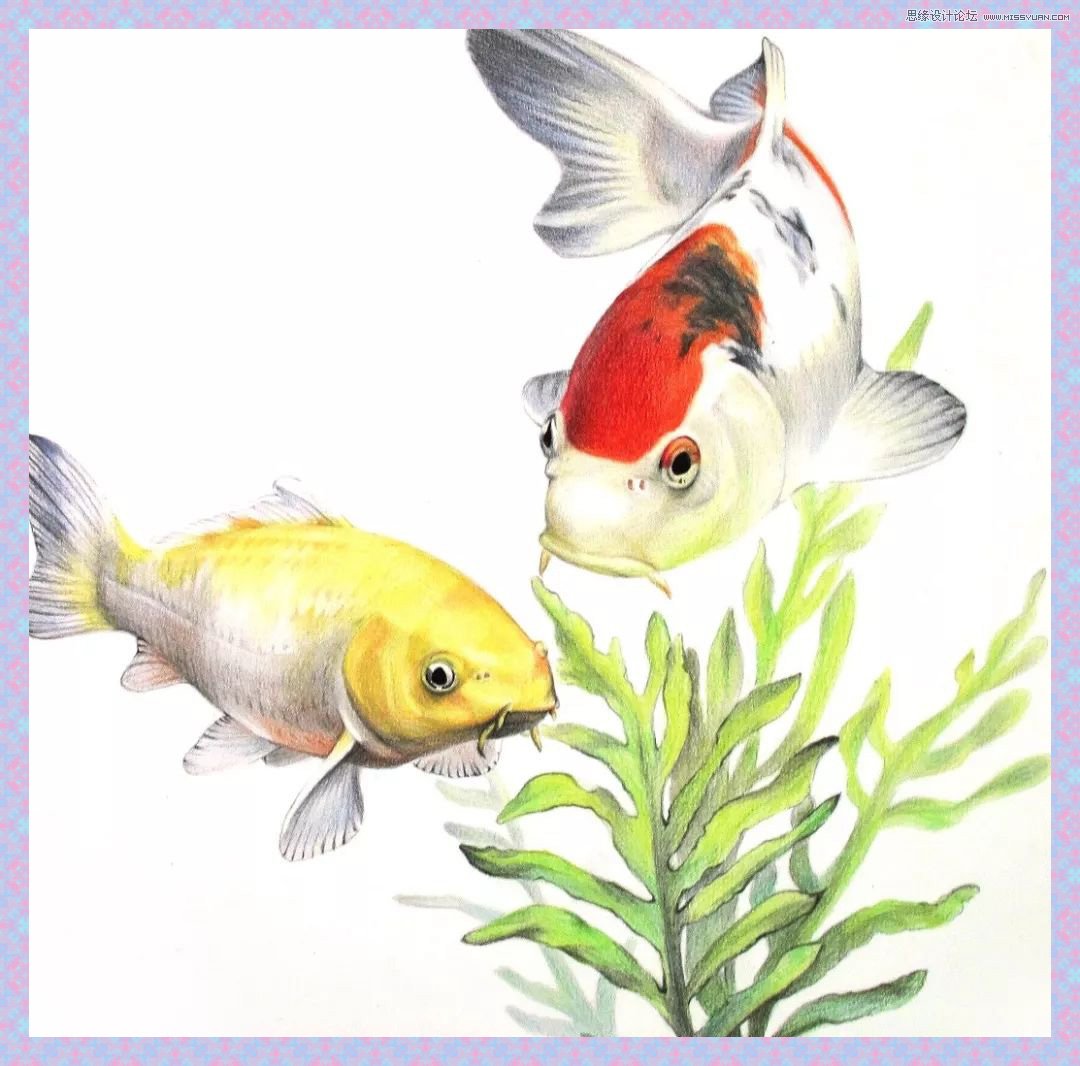彩色鉛筆畫之幸運(yùn)錦鯉的畫法