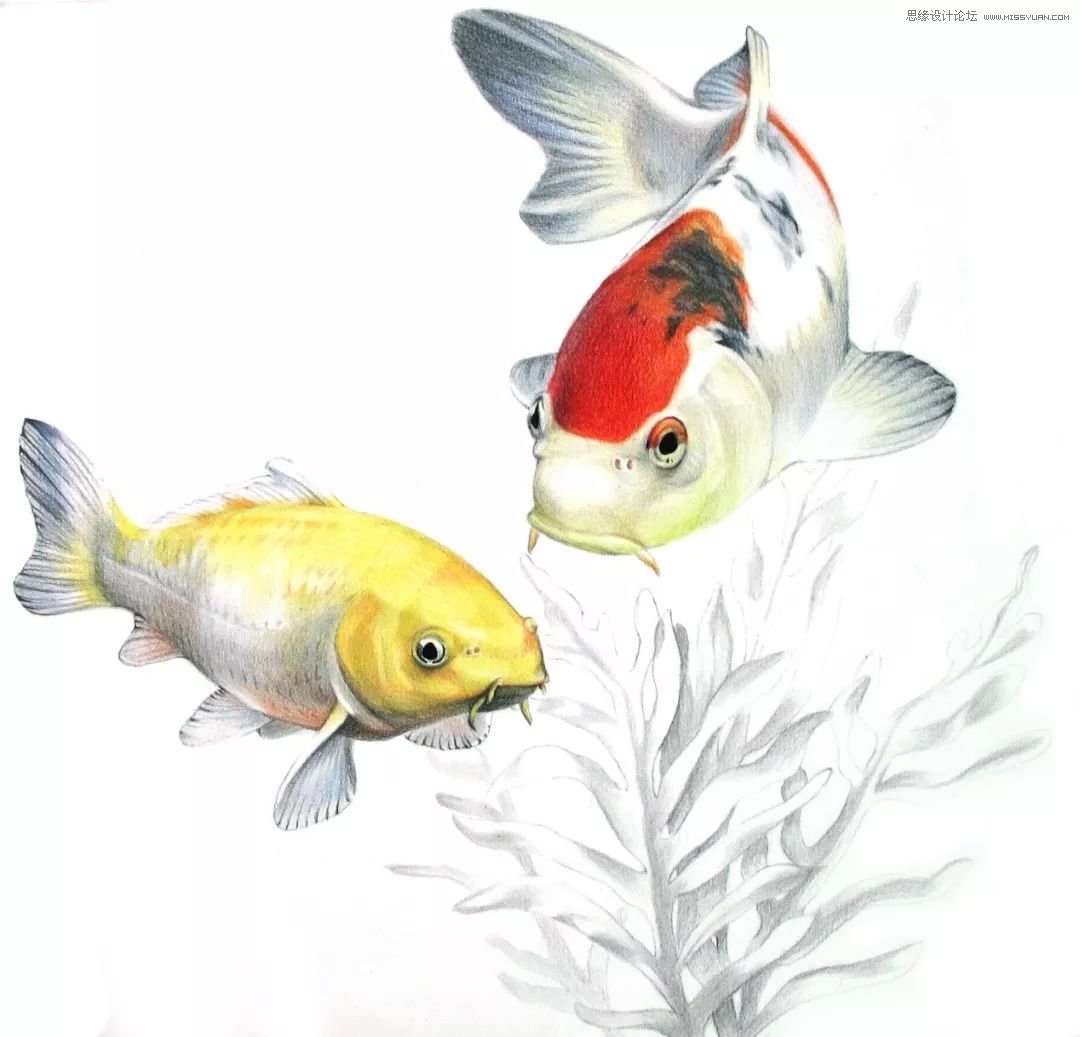 彩色鉛筆畫之幸運錦鯉的畫法