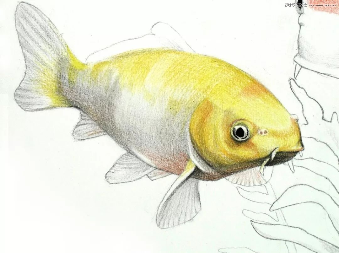 彩色鉛筆畫之幸運(yùn)錦鯉的畫法