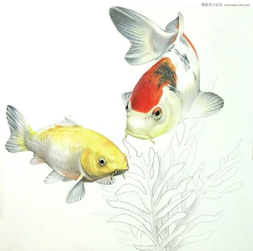 彩色鉛筆畫之幸運錦鯉的畫法