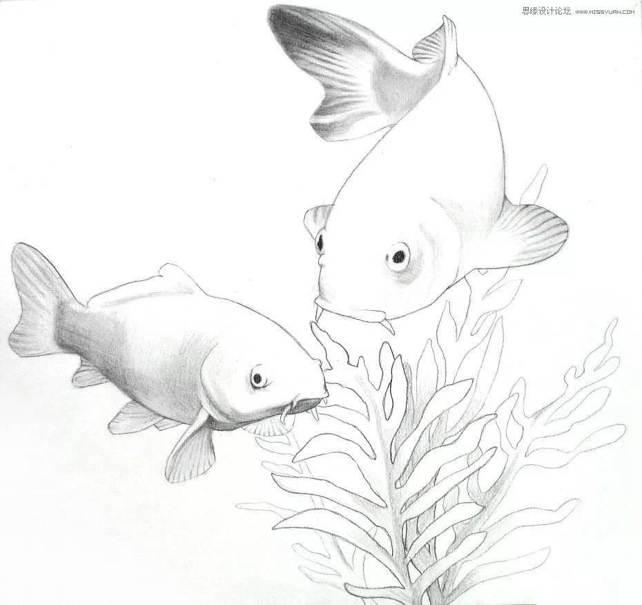 彩色鉛筆畫之幸運(yùn)錦鯉的畫法