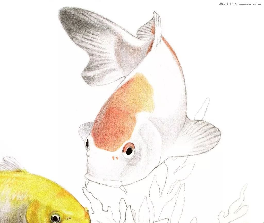 彩色鉛筆畫之幸運錦鯉的畫法