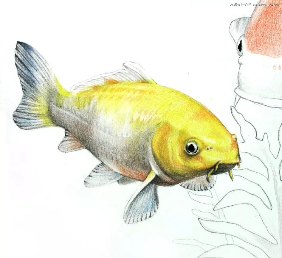 彩色鉛筆畫之幸運錦鯉的畫法