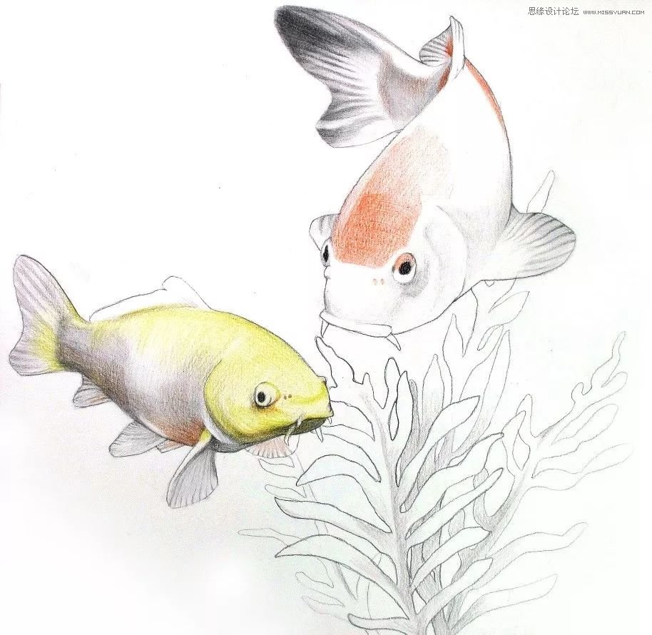 彩色鉛筆畫之幸運(yùn)錦鯉的畫法