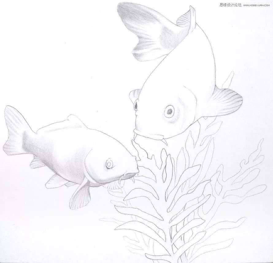 彩色鉛筆畫之幸運(yùn)錦鯉的畫法
