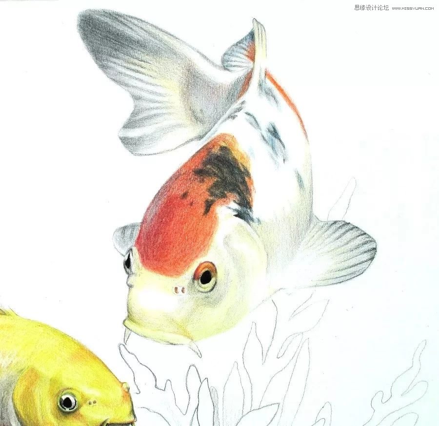 彩色鉛筆畫之幸運錦鯉的畫法