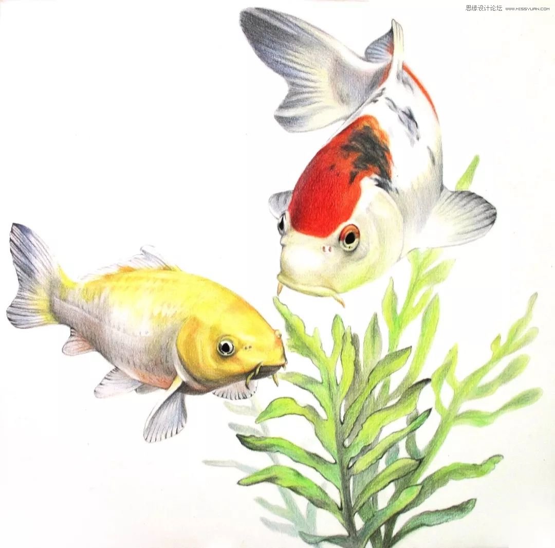 彩色鉛筆畫之幸運錦鯉的畫法