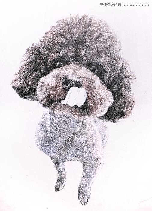 彩色鉛筆畫之泰迪熊犬的畫法