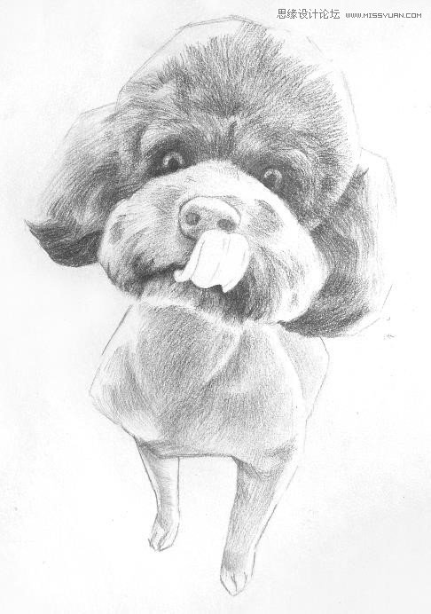彩色鉛筆畫之泰迪熊犬的畫法