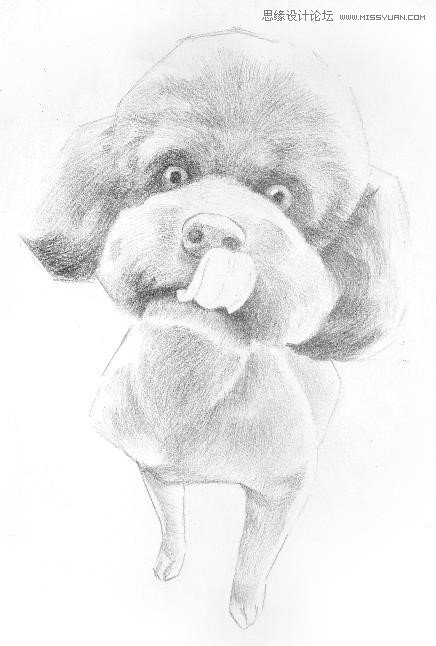 彩色鉛筆畫之泰迪熊犬的畫法