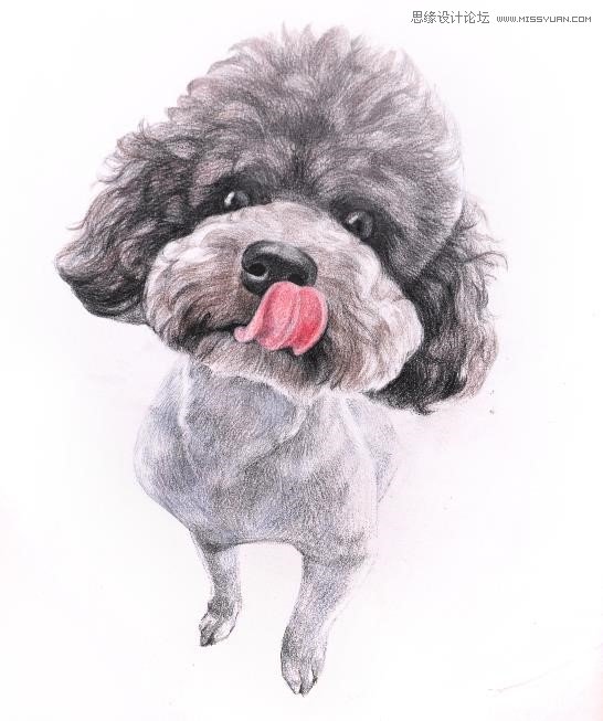 彩色鉛筆畫之泰迪熊犬的畫法