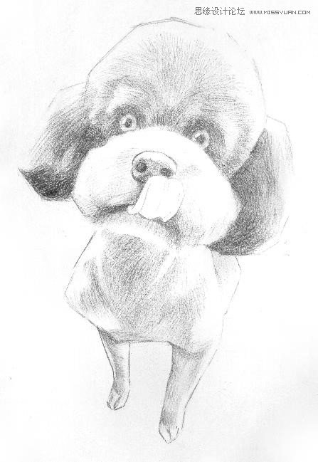 彩色鉛筆畫之泰迪熊犬的畫法
