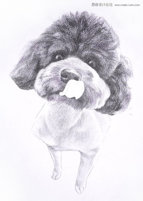 彩色鉛筆畫之泰迪熊犬的畫法