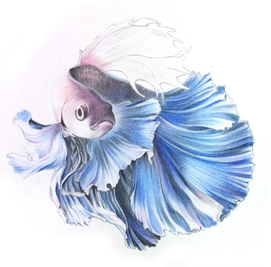 彩色鉛筆畫之泰國斗魚的畫法
