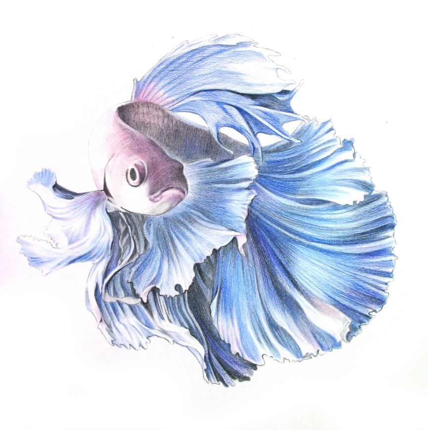 彩色鉛筆畫之泰國斗魚的畫法