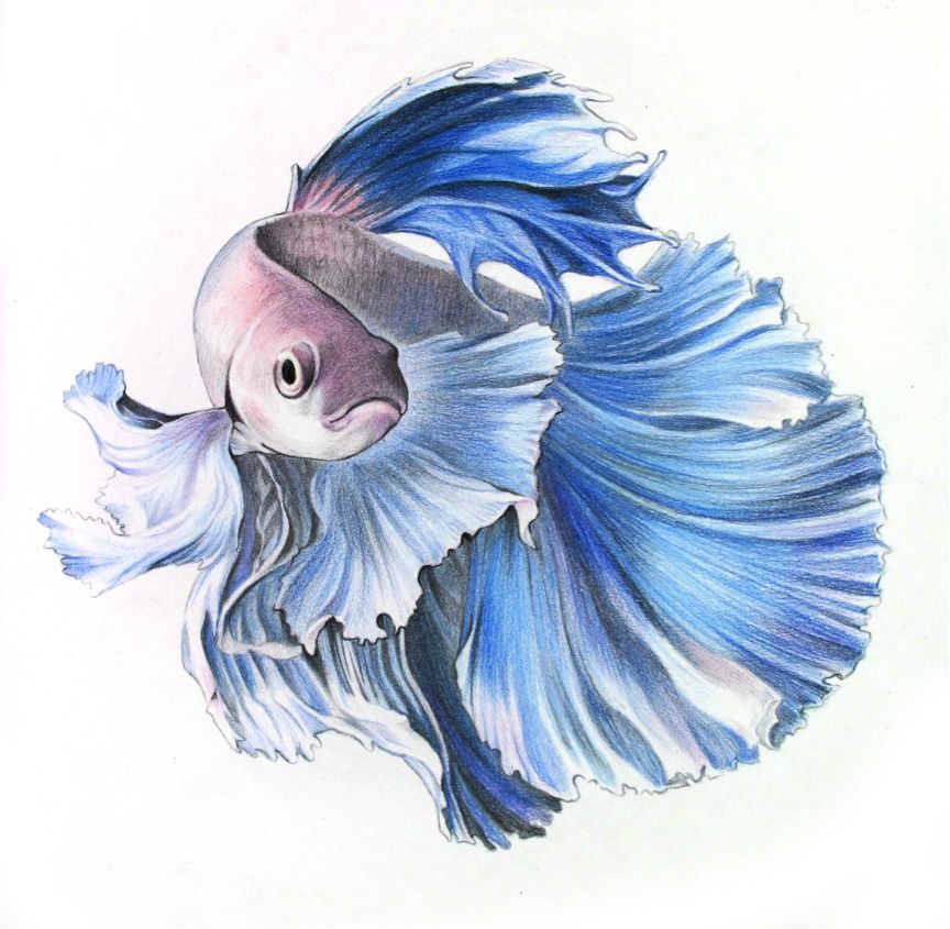 彩色鉛筆畫之泰國斗魚的畫法